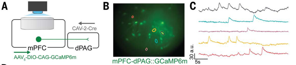 Selected circuit schematic, calcium-imaging field of view, and neuronal activity traces