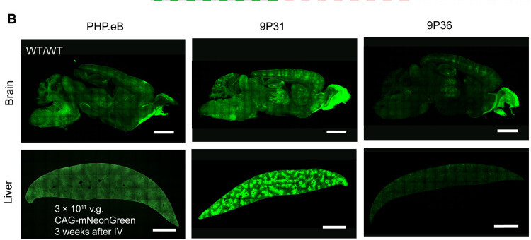 Selected brain and liver fluorescence panels comparing CA-IV-dependent engineered AAV vectors
