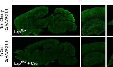 Selected sagittal brain fluorescence panels showing LRP6-dependent AAV-X1.1 activity
