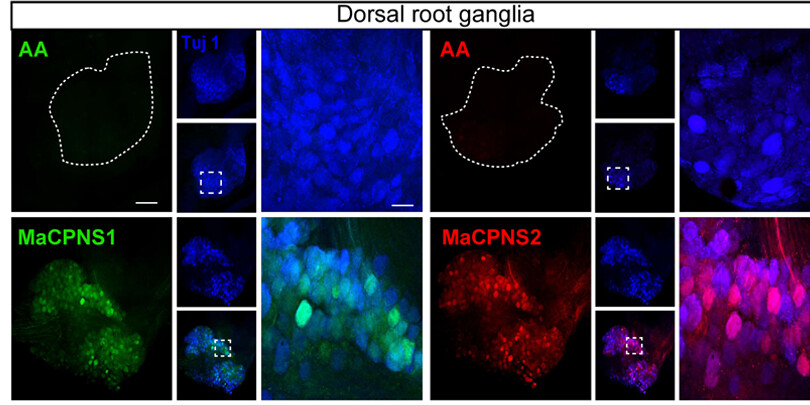 Selected dorsal root ganglion fluorescence panels showing MaCPNS1 and MaCPNS2 transduction