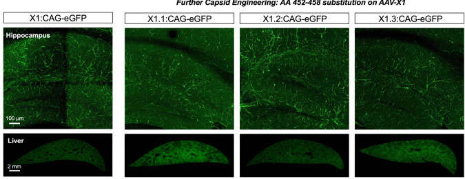 Selected hippocampal fluorescence panels comparing engineered X1 capsids and liver detargeting